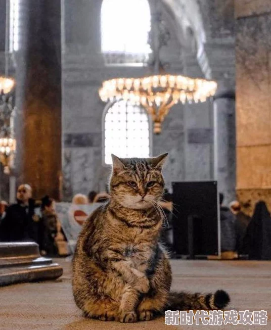 揭秘Inari家乡：宝藏级黄猫背后的神秘传说与惊人发现