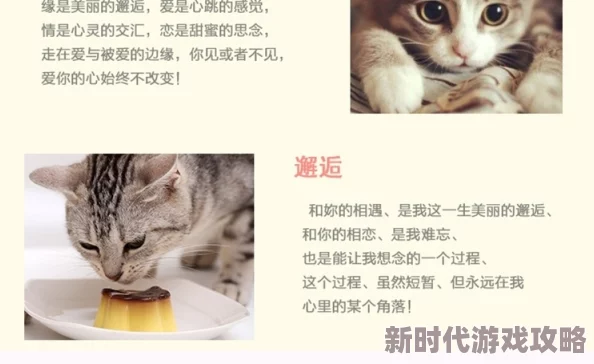 揭秘Inari家乡：宝藏级黄猫背后的神秘传说与惊人发现