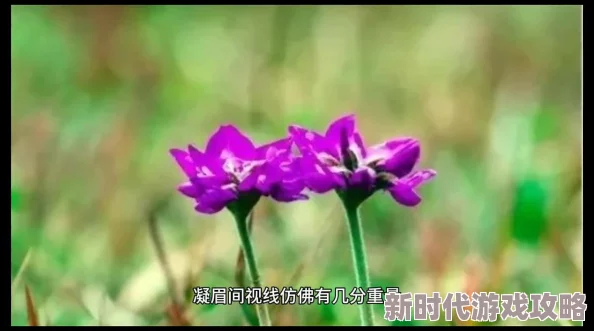 傅小官穿越小说全文免费阅读探讨古代官场文化与科举制度的变革历程