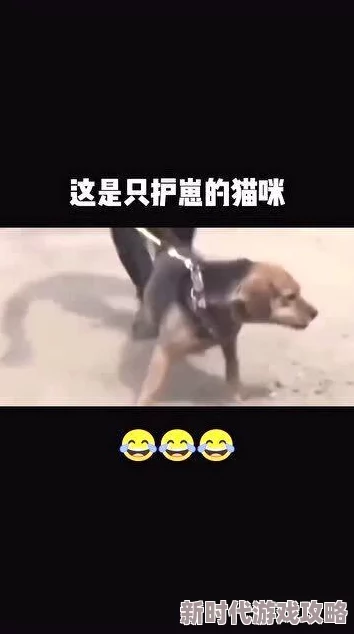 怀了宿敌alpha的崽之后网友：这是什么狗血酸爽带球跑文学