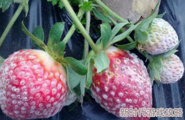 草莓视频污污污为什么容易让人上瘾所以观看人数众多