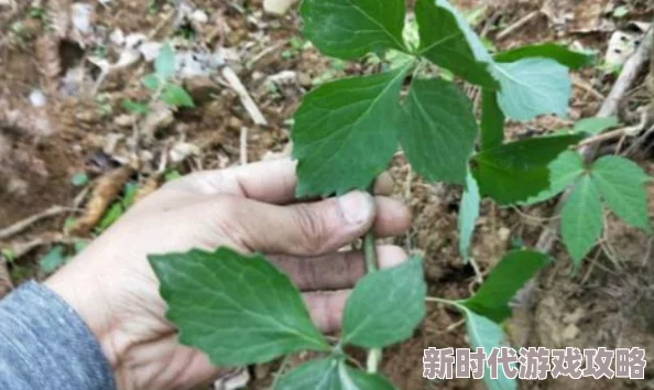 一小孩和妈妈摘萝卜不盖被子(黄)为什么这种返璞归真的生活方式深受喜爱为何如此火爆