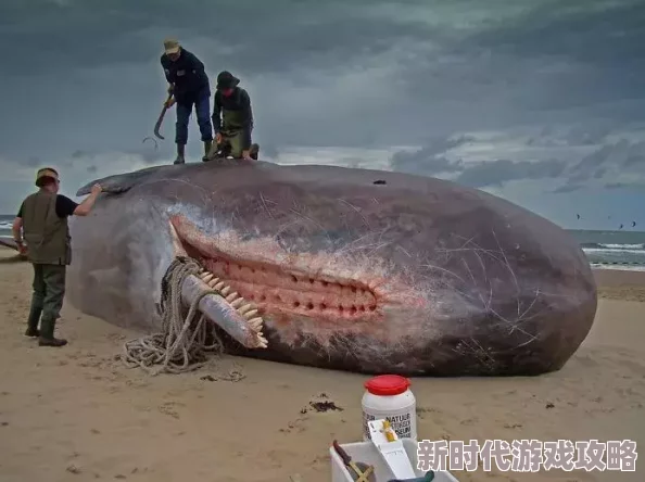 和平精英绿洲世界鲸鱼刷新点揭秘:惊鸿沙滩下雨天两点现身 和平精英绿洲世界鲸鱼刷新点揭秘:惊鸿沙滩下雨天两点现身