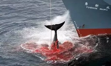 和平精英绿洲世界鲸鱼刷新点揭秘:惊鸿沙滩下雨天两点现身 和平精英绿洲世界鲸鱼刷新点揭秘:惊鸿沙滩下雨天两点现身