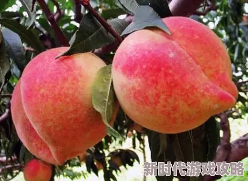 欧美蜜桃为何如此受欢迎？鲜嫩多汁、香甜可口、营养丰富，满足味蕾享受