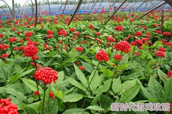 FreeeXxXxX×女性农民因为她们是新时代乡村振兴的美丽风景线和重要力量