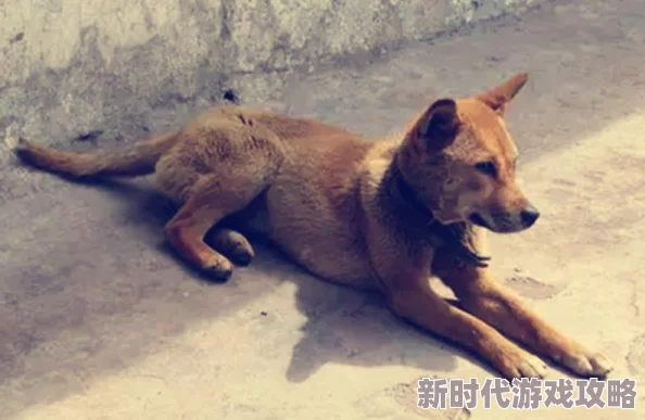 为什么四川少妇BBB凸凸凸BBB毛多水多拥有如此令人着迷的吸引力