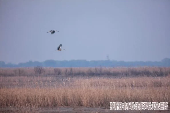 独家揭秘：三角洲行动探头高效设置方法与最新爆料技巧详解