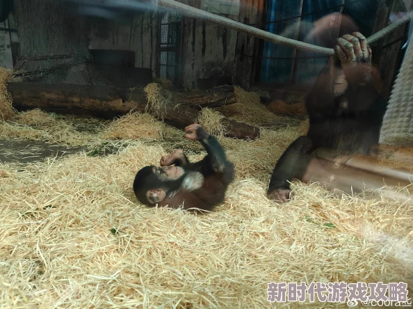 人与物动交融新生B因为带来了前所未有的感官刺激为何如此受追捧