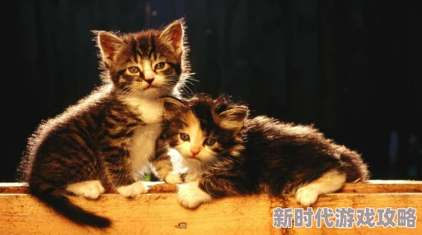 《猫咪大战争》主题派对惊悚上线，万圣节限定活动及新猫种爆料开启！