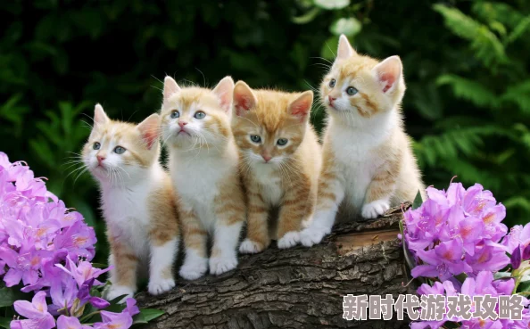 《猫咪大战争》主题派对惊悚上线，万圣节限定活动及新猫种爆料开启！