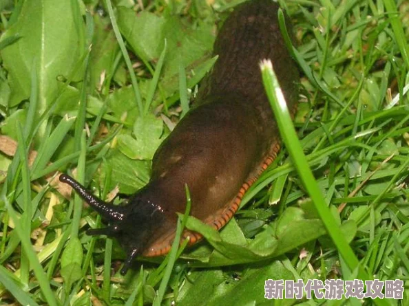 植物大战僵尸射击版：经典射击噩梦难度通关爆料攻略