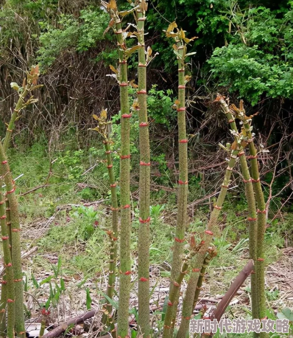 植物大战僵尸射击版：经典射击噩梦难度通关爆料攻略