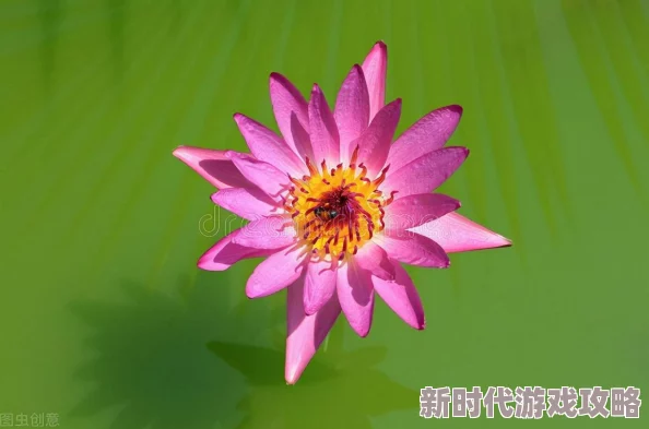 独家爆料！花语卷手游最新下载教程及官方直链分享