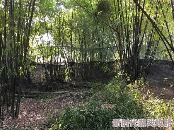 桃源深处有人家竹林解锁全攻略：16级开启探险新篇章
