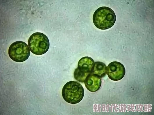 拔萝卜探索根系与土壤的相互作用及其对植物生长的影响 拔萝卜探索根系与土壤的相互作用及其对植物生长的影响