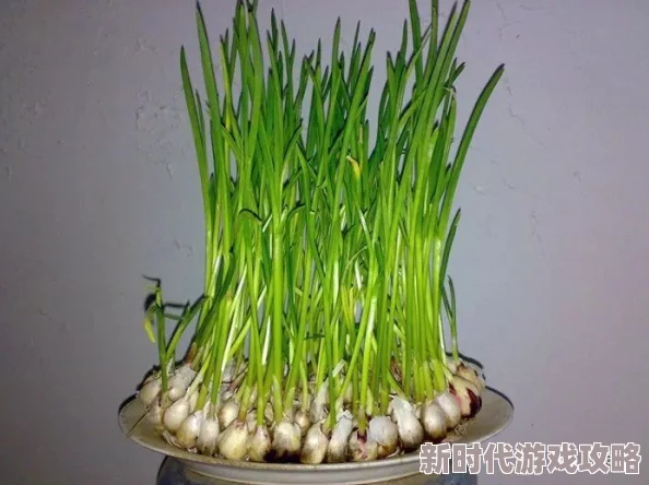 拔萝卜探索根系与土壤的相互作用及其对植物生长的影响 拔萝卜探索根系与土壤的相互作用及其对植物生长的影响