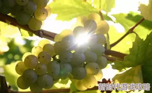 2025年热门话题：中国式家长指导葡萄酸作文金奖技巧，聚焦坚毅题材与时代共鸣
