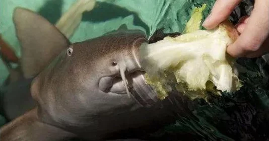 2025年热门游戏《创造与魔法》鲨鱼刷新地揭秘:鲨鱼饲料配方与高效捕捉技巧 2025年热门游戏《创造与魔法》鲨鱼刷新地揭秘:鲨鱼饲料配方与高效捕捉技巧