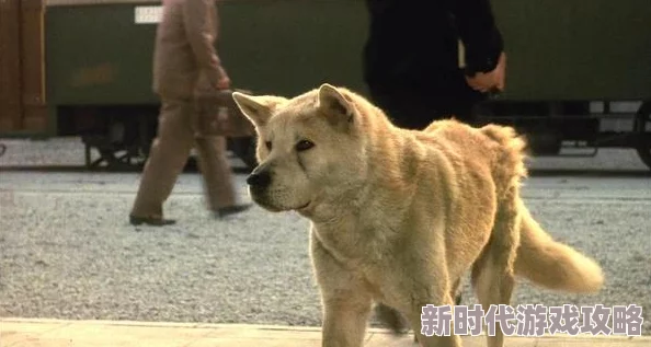 2025年热门狗狗驯养指南：一小时速成技巧与全新出生表一览
