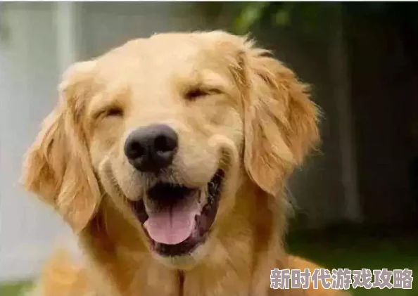 2025年热门狗狗驯养指南：一小时速成技巧与全新出生表一览