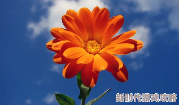 2025年风云岛行动终极测试时间揭晓，神秘AI少女曝光海量游戏猛料