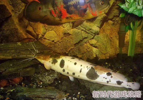 2025年热门游戏创造与魔法：小丑鱼垂钓位置全攻略及最新可制成饲料一览